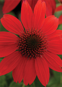 Echinacea Sombrero Salsa Red 